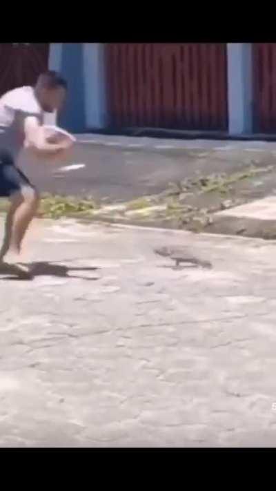 Lizard punishes insolent human