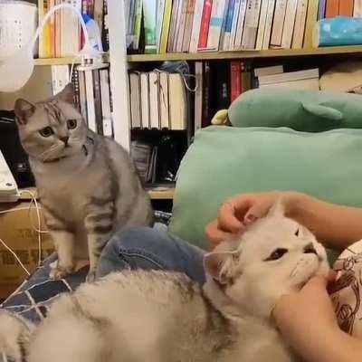 You are not going to pet me?