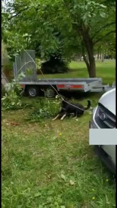 Our family dog decided to help us landscaping today