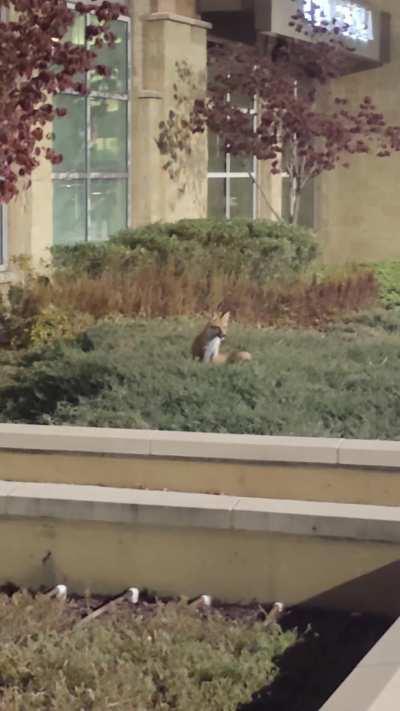 I met a fox at my gym