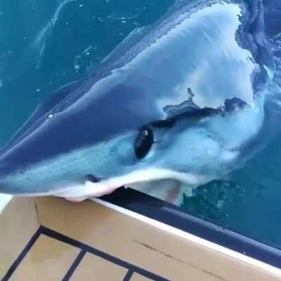 Australia is literally trying to kill you 24/7.