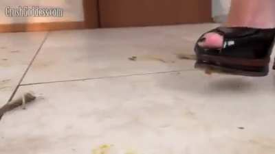 Lera locust crush