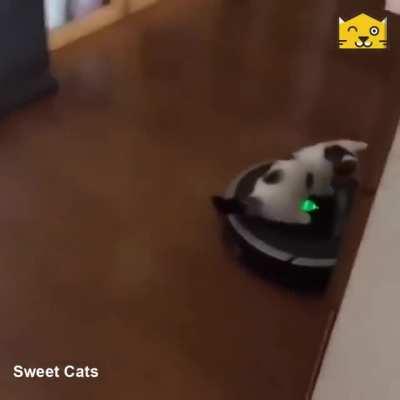 Cat finds a new car.