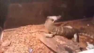 Pyro meets my anti furry lizzerd