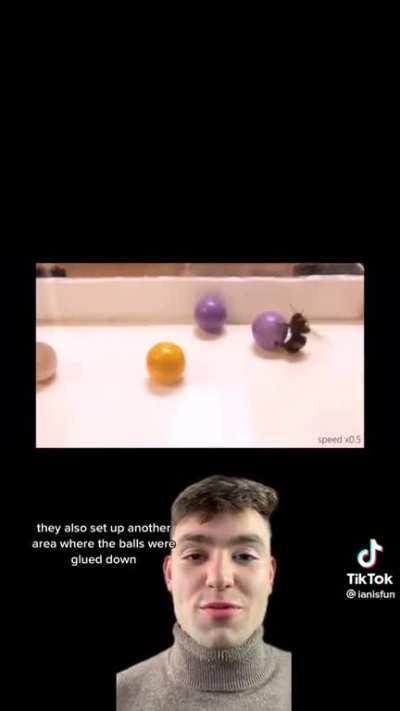 Bees play, but not just that-