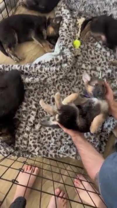 Sleepy pupper reunited with his siblings!