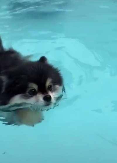 My little dog Curry has learned to swim