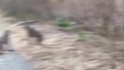 Lynx screaming at each other almost sound fake