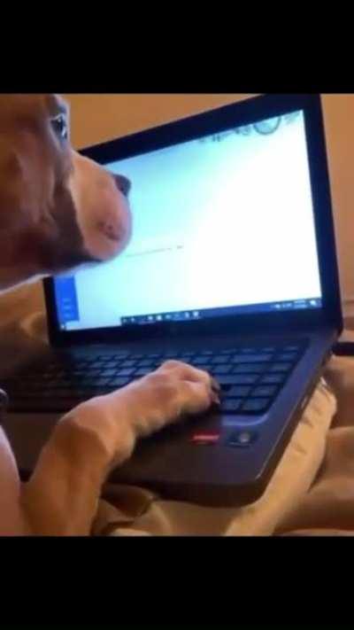 Mans best friend (no pun intended)