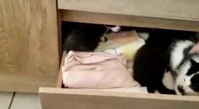 So, for some reason my foster kitties are always getting into drawers. No, I didn't put them there, and I still have no idea how they manage to do that.