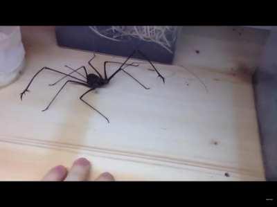 Whip spider, one of the most terrifying spiders I've ever seen