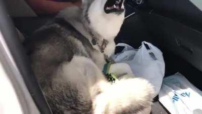 But I called shotgun