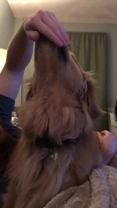 Head scritches=Instant golden smiles