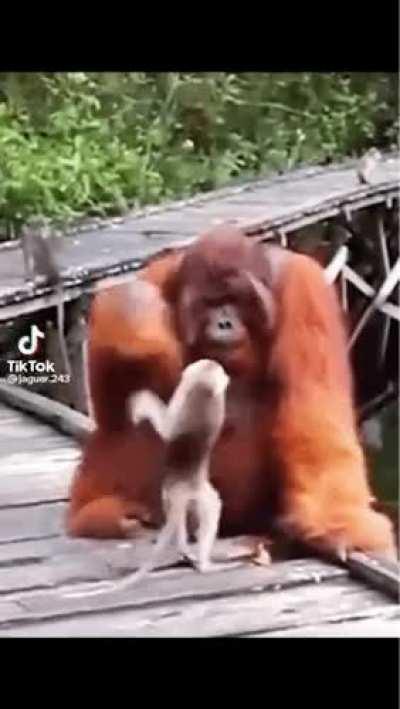 What was the monkey thinking