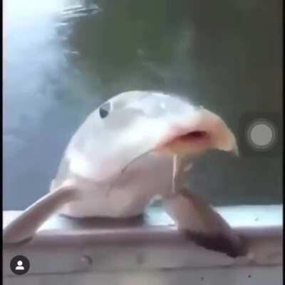 PEIXEEEEEEEE NAOO😭😭😭