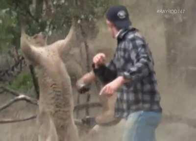 McGregor comes to a dog's rescue