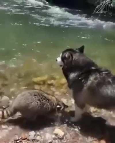 Rakun gerçekleri tükürüyor