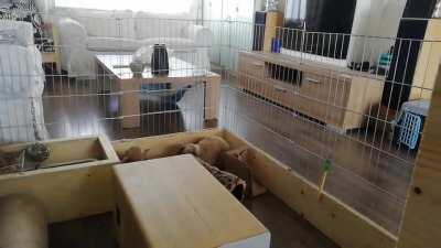 When you have to share the stacking cups it's every bunny for themselves