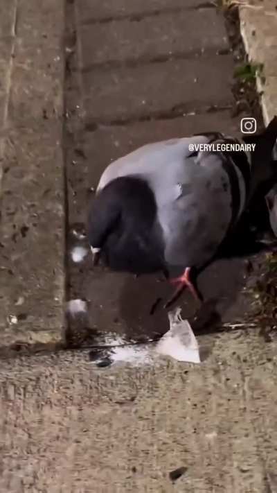 bird never flew that high