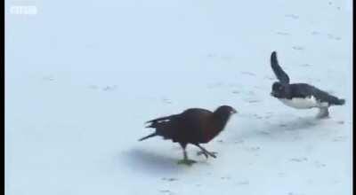 Ducks rescued a penguin that was being hunted by falcons