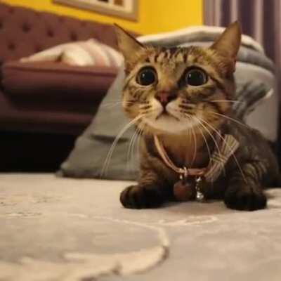 Just look at her collar with those eyes!!