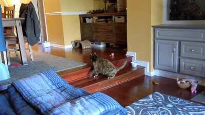 When chasing treats goes wrong...