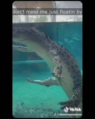 crocodile vibing