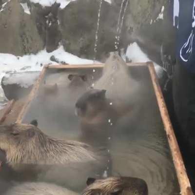 Sauna for capybaras.