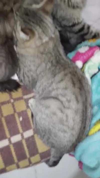 El churro con mas de 30 no se quiere independizar..!