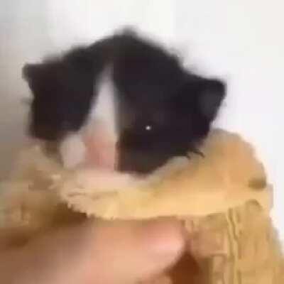 asian guy yells at kitten but it's aati kya khandala