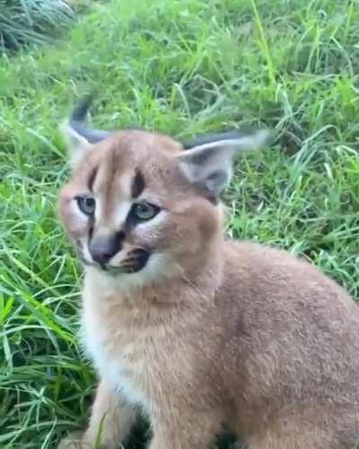 Olha como ele mexe as orelhinhas