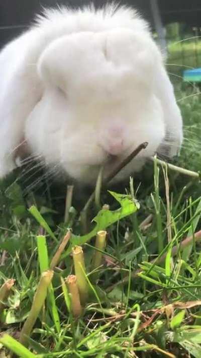 Rolex’s outdoor munching (ASMR)