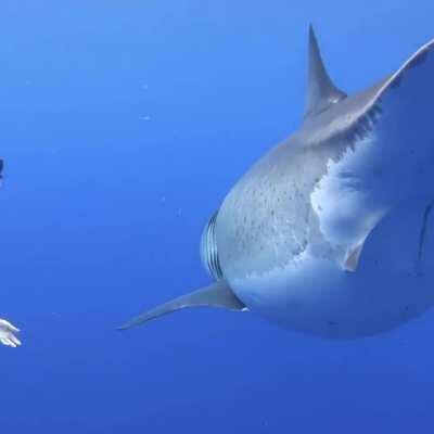 Nearly ended up as shark food