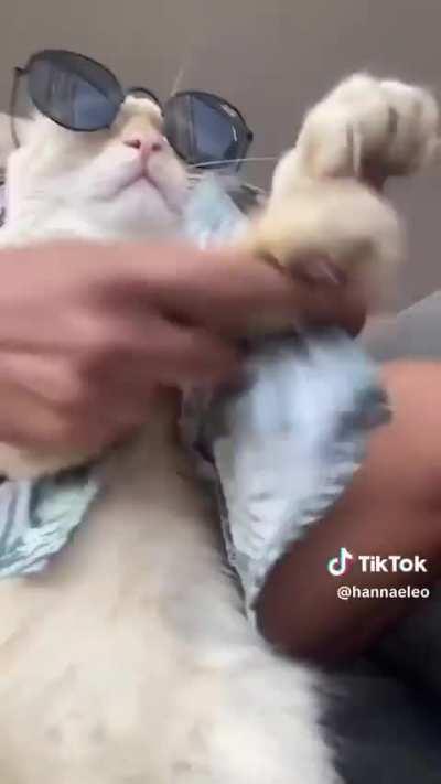 Buenos pasos 😂🐱