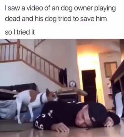 WCGW Playing dead