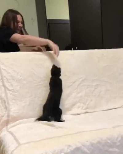 Пушистый бумеранг