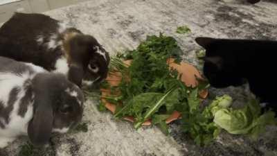 Cat thinks he is a bunny 🐰 🐱😅