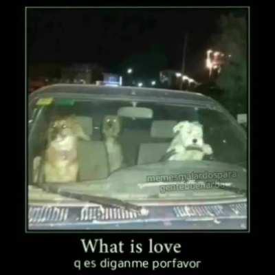 What is love?