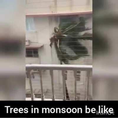 Trees in monsoon be like