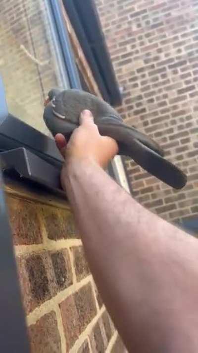 Granny thinks pegion opened the door