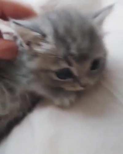 Little Kitten Angle.