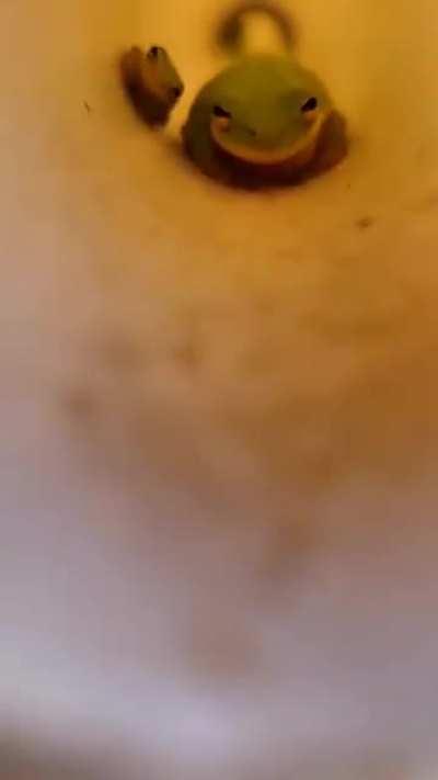 meet tiny frog... and tinier frog 🥺