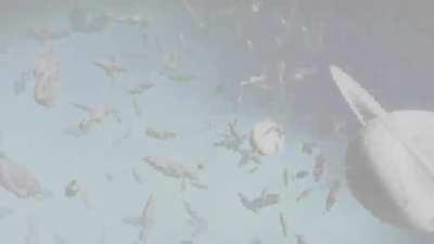 When I find a Black Hole, I always summon the Anomaly inside of it as a challenge to see how close I can get to its core before I get warped to a different system