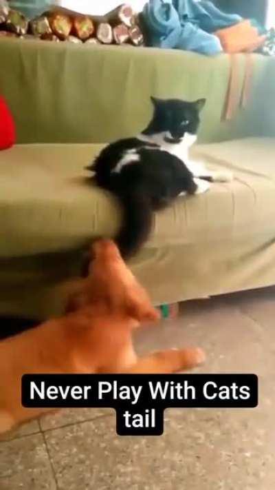 The most important rule, never play with a cat's tail.