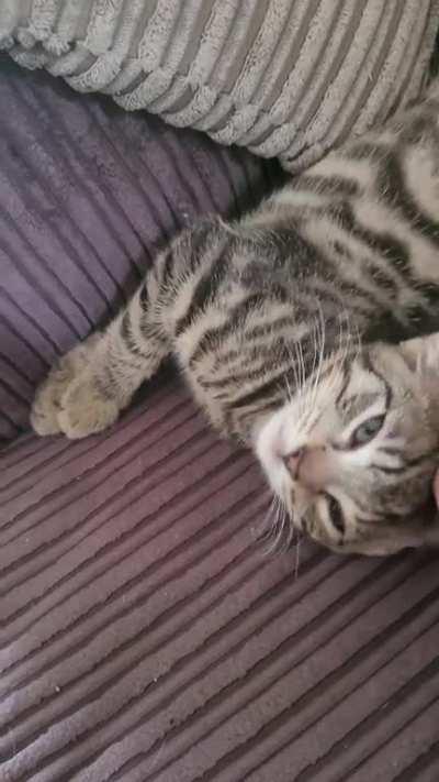 Frankie has a stripey belly and he wants it rubbed