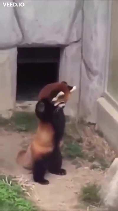 CUTE RED PANDA