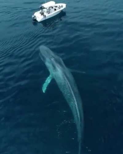 A visit from the deep blue ocean's greatest dweller.