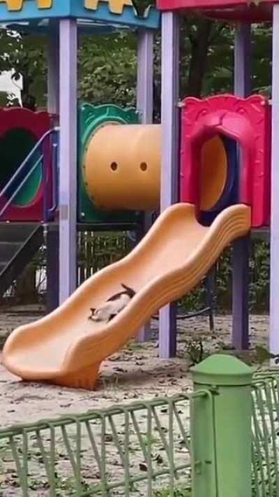 eu te amo gatinho escorregandinho eu te amo