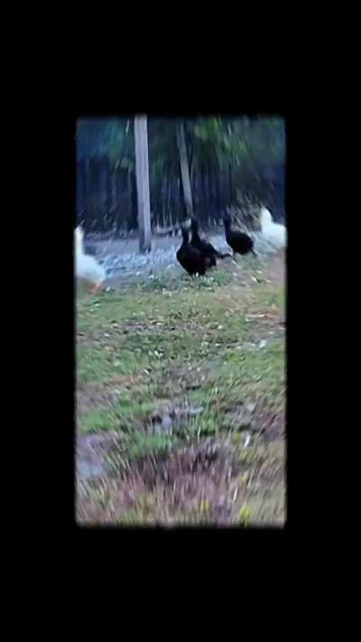 Flaptober fest continues..