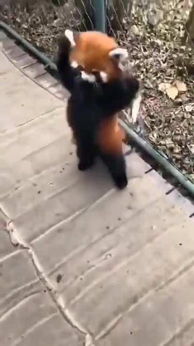 The Red Panda is so unique, it has no close relatives. It's the only living species in its genus and family.